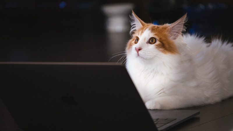 An image of a cat that converts large amounts of data for free.
