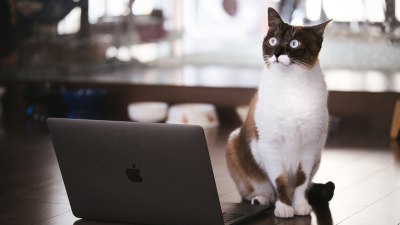 パソコンで便利なツールを利用する猫